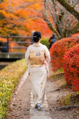 Maple leaves turning red in the autumn season in Kyoto. Back view a woman wearing Japanese traditional kimono walking on Philosopher's Path ( Tetsugaku No Michi ). Fall foliage in Japan.