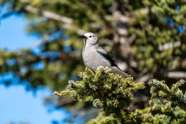 Clark 'ın Fındıkkıranı (Nucifraga columbiana) köknar ağacı dalına tünemişti. Banff Ulusal Parkı, Alberta, Kanada.