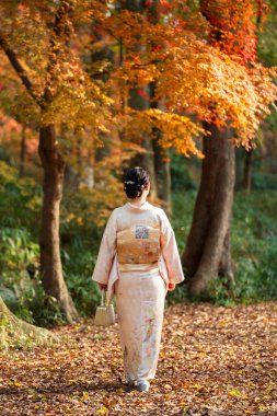Back view a woman wearing Japanese traditional kimono. Kyoto, Japan. Maple leaves turning red in the autumn season. Fall foliage.