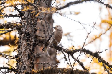 Clark 'ın Fındıkkıranı (Nucifraga columbiana) sarı bir karaçam dalına tünemiş. Larch Valley, Banff Ulusal Parkı, Canadian Rockies, Alberta, Kanada. Yakın çekim..
