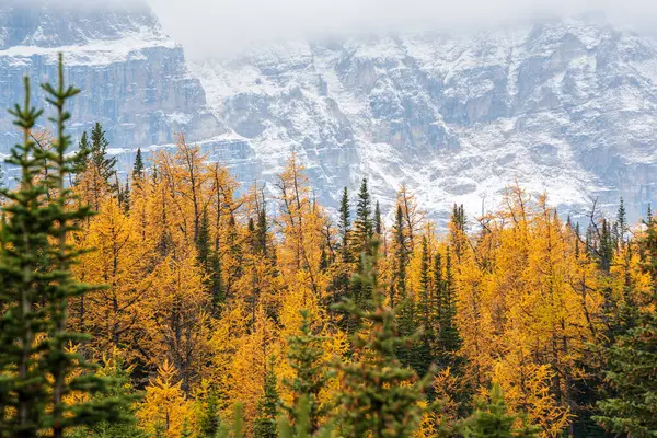 Sonbahar mevsiminde altın sarısı karaçam ormanı. Larch Valley, Banff Ulusal Parkı, Canadian Rockies, Alberta, Kanada. Arka planda On Tepe Vadisi.