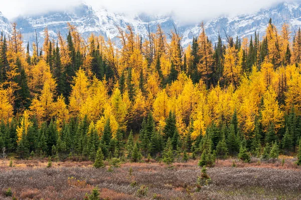 stock image Golden yellow larch forest in Fall season. Larch Valley, Banff National Park, Canadian Rockies, Alberta, Canada. Valley of the Ten Peaks in the background.