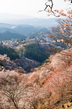Yoshino Dağı, Yoshino-Kumano Ulusal Parkı 'nda kiraz çiçekleri açıyor. Yoshino Bölgesi, Nara ili, Japonya.