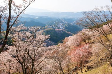 Yoshino Dağı, Yoshino-Kumano Ulusal Parkı 'nda kiraz çiçekleri açıyor. Yoshino Bölgesi, Nara ili, Japonya.