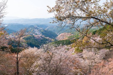 Yoshino Dağı, Yoshino-Kumano Ulusal Parkı 'nda kiraz çiçekleri açıyor. Yoshino Bölgesi, Nara ili, Japonya.