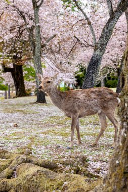 Geyikler Nara parkında. Çiçek açmış kiraz çiçekleri. Nara Bölgesi, Japonya.