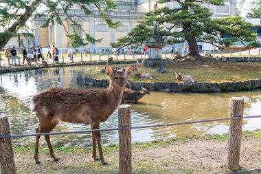 Geyikler Nara parkında. Nara Bölgesi, Japonya.