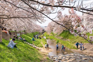 Nara, Japonya - 2 Nisan 2023: Nehir boyunca çiçek açan Saho Nehri kiraz ağaçlarının tadını çıkaran insanlar.