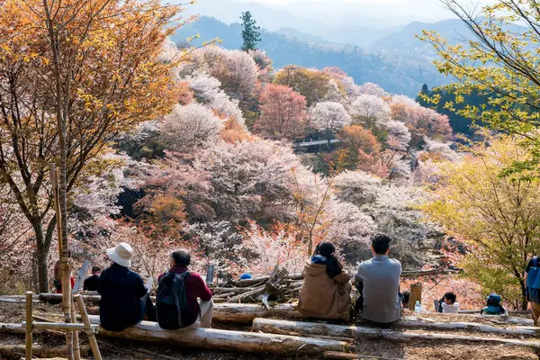 Nara Japán Április 2023 Emberek Élvezik Cseresznyevirágzást Teljes Virágzásban Yoshino Jogdíjmentes Stock Képek