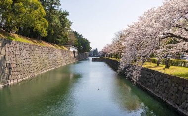 Japonya, Kyoto 'daki Nijo Kalesi' nin hendeği boyunca kiraz çiçekleri..