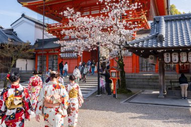 Kyoto, Japonya - 27 Mart 2023: Yasaka Jinja Tapınağında kiraz çiçeği.