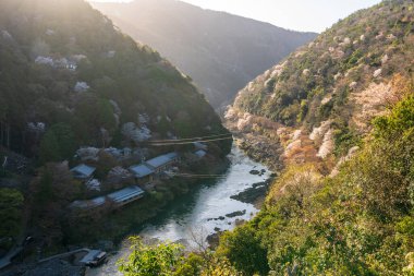 Arashiyama bölgesindeki Katsura Nehri ve Rankyo Boğazı boyunca kiraz çiçekleri. Kyoto, Japonya.