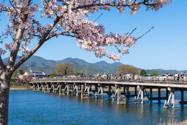 Arashiyama bölgesindeki Katsura Nehri ve Togetsukyo Köprüsü boyunca kiraz çiçekleri. Kyoto, Japonya.