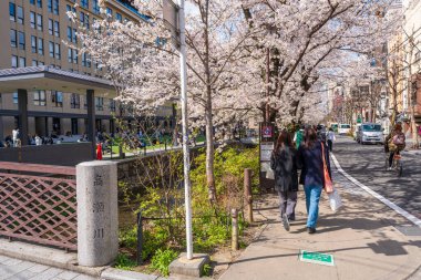 Kyoto, Japonya - 27 Mart 2023: Takase Nehri (Takase-gawa Kanalı) ve Kiyamachi Caddesi boyunca kiraz çiçekleri. Japon eski halk evleri.