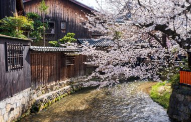 Gion Shirakawa Nehri boyunca kiraz çiçekleri. Japon eski halk evleri.