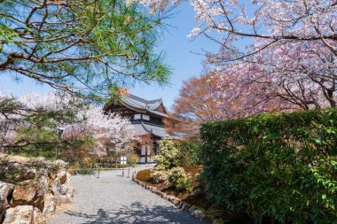 Japon Zen bahçesinde kiraz çiçekleri. Shogunzuka Tepesi ve Seiryuden Shorenin Tapınağı. Kyoto, Japonya.