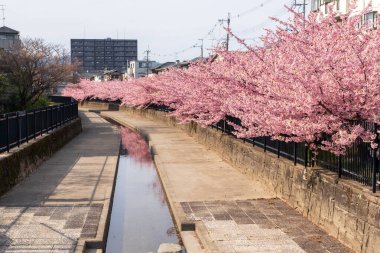 Japonya, Kyoto 'daki Yodo Suiro Su Yolu' nda Kawazu kiraz çiçekleri açıyor..