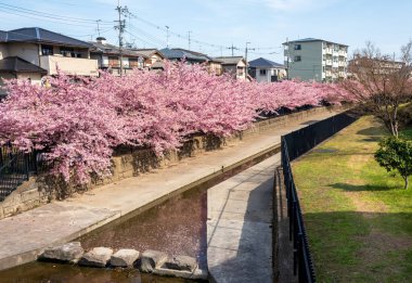 Japonya, Kyoto 'daki Yodo Suiro Su Yolu' nda Kawazu kiraz çiçekleri açıyor..