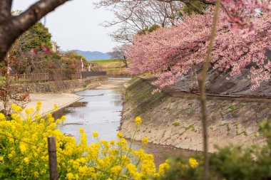 Fushimi-ku, Kyoto, Japonya - 11 Mart 2024: Kawazu kiraz çiçekleri Kyoto 'daki Yodo Suiro Su Yolu' nda.
