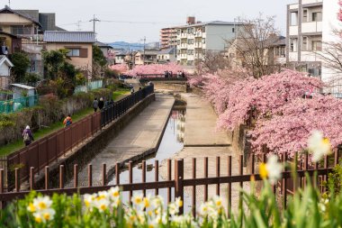 Japonya, Kyoto 'daki Yodo Suiro Su Yolu' nda kawazu kiraz çiçeklerinin tadını çıkaran insanlar..