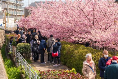 Fushimi-ku, Kyoto, Japan - March 11 2024 : People enjoying kawazu cherry blossoms in the Yodo Suiro Waterway. clipart