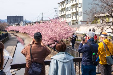 Fushimi-ku, Kyoto, Japan - March 11 2024 : People enjoying kawazu cherry blossoms in the Yodo Suiro Waterway. clipart