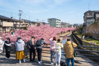 Fushimi-ku, Kyoto, Japonya - 11 Mart 2024: Yodo Suiro Su Yolu 'nda kawazu kiraz çiçeklerinin tadını çıkaran insanlar.