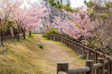 Kyoto 'daki Yodo Kalesi Harabeleri kiraz çiçekleri mevsiminde. Japonya.