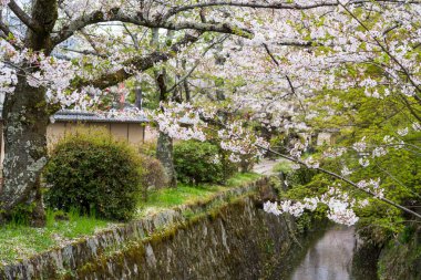 Japonya, Kyoto 'da kiraz çiçekleri. Filozof yürüyüşü ilkbaharda, kiraz ağaçları çiçek açarken.