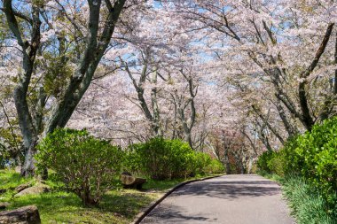 Mt. Shiude (Shiudeyama) dağın tepesindeki kiraz çiçekleri baharda açar. Shonai Yarımadası, Mitoyo, Kagawa, Shikoku, Japonya.