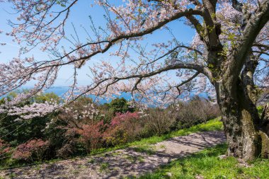 Mt. Shiude (Shiudeyama) dağın tepesindeki kiraz çiçekleri baharda açar. Shonai Yarımadası, Mitoyo, Kagawa, Shikoku, Japonya.