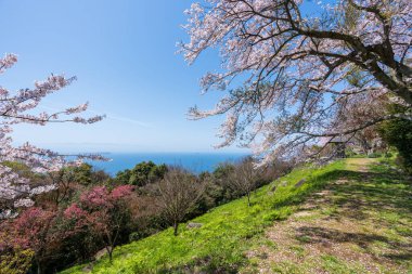 Mt. Shiude (Shiudeyama) dağın tepesindeki kiraz çiçekleri baharda açar. Shonai Yarımadası, Mitoyo, Kagawa, Shikoku, Japonya.