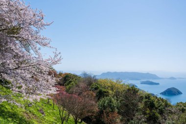 Mt. Shiude (Shiudeyama) mountaintop cherry blossoms full bloom in the spring. Shonai Peninsula, Mitoyo, Kagawa, Shikoku, Japan. clipart