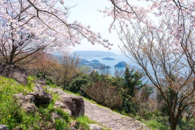 Mt. Shiude (Shiudeyama) dağın tepesindeki kiraz çiçekleri baharda açar. Shonai Yarımadası, Mitoyo, Kagawa, Shikoku, Japonya.