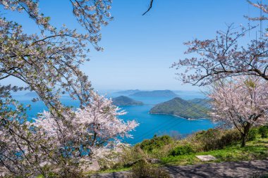 Mt. Shiude (Shiudeyama) dağın tepesindeki kiraz çiçekleri baharda açar. Shonai Yarımadası, Mitoyo, Kagawa, Shikoku, Japonya.