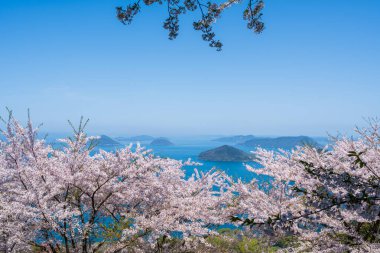 Mt. Shiude (Shiudeyama) mountaintop cherry blossoms full bloom in the spring. Shonai Peninsula, Mitoyo, Kagawa, Shikoku, Japan. clipart