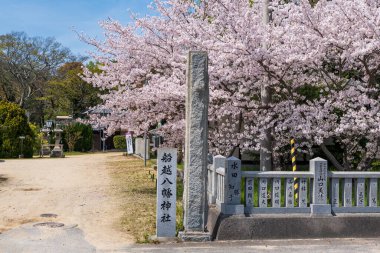Mitoyo, Kagawa, Japan - April 10 2024 : Funakoshi-Hachiman Shrine. Cherry blossoms full bloom in the spring. clipart