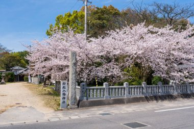 Mitoyo, Kagawa, Japan - April 10 2023 : Funakoshi-Hachiman Shrine. Cherry blossoms full bloom in the spring. clipart