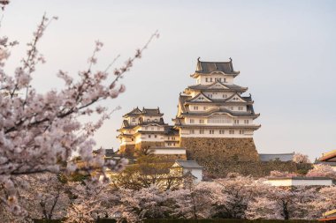 Günbatımında Himeji Şatosu. Baharda kiraz çiçekleri açar. Hyogo, Japonya.