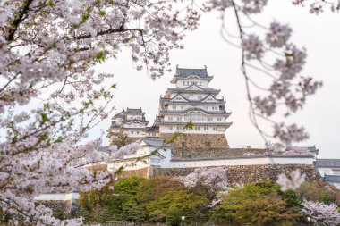 Günbatımında Himeji Şatosu. Baharda kiraz çiçekleri açar. Hyogo, Japonya.