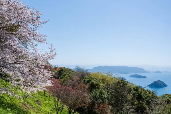 stock image Mt. Shiude (Shiudeyama) mountaintop cherry blossoms full bloom in the spring. Shonai Peninsula, Mitoyo, Kagawa, Shikoku, Japan.