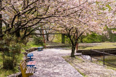 Playground of Asahiyama Shinrin Park ( Mt. Asahi Forest Park ). Cherry blossoms in full bloom in Shikoku island. Mitoyo, Kagawa, Japan. clipart