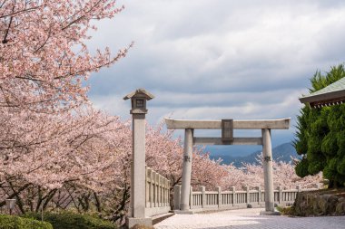 Mitoyo, Kagawa, Japonya - 9 Nisan 2024: Asahiyama Shinrin Parkı 'ndaki Ise Asahiyama Hongu türbesi. Asahi Orman Parkı). Shikoku adasında kiraz çiçekleri açar..