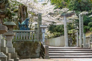 Konpira Tapınağı 'nın Torii Kapısı (diğer adıyla Konpira-san veya Kotohira-Gu). Baharda Sando 'nun ziyaret yolu boyunca kiraz çiçekleri açar. Kotohira, Kagawa, Japonya.