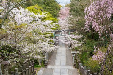 Konpira Tapınağı 'nın Torii Kapısı (diğer adıyla Konpira-san veya Kotohira-Gu). Baharda Sando 'nun ziyaret yolu boyunca kiraz çiçekleri açar. Kotohira, Kagawa, Japonya.