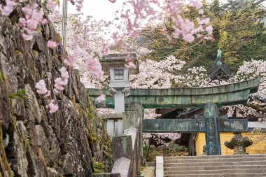 Torii Gate of Konpira Shrine ( aka Konpira-san or Kotohira-Gu ). Cherry blossoms bloom along the Sando visiting path in the spring. Kotohira, Kagawa, Japan. clipart