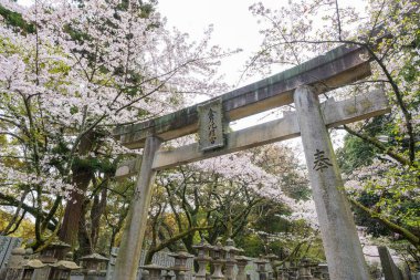 Konpira Tapınağı 'nın Torii Kapısı (diğer adıyla Konpira-san veya Kotohira-Gu). Baharda Sando 'nun ziyaret yolu boyunca kiraz çiçekleri açar. Kotohira, Kagawa, Japonya.