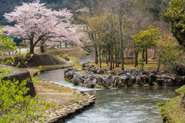 Cherry blossoms along the river with rocks and trees. Inagawa River from Akiyoshido cave, Mine, Yamaguchi, Japan. clipart
