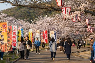 Yamaguchi Bölgesi, Japonya - 5 Nisan 2024: İnsanlar Nishiki Nehri kıyısında kiraz çiçeklerinin keyfini çıkarıyorlar. İwakuni Kintai Köprüsü Sakura Festivali.