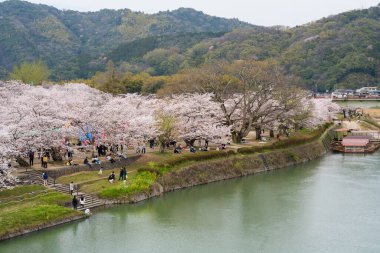 Yamaguchi Bölgesi, Japonya - 5 Nisan 2024: İnsanlar Nishiki Nehri kıyısında kiraz çiçeklerinin keyfini çıkarıyorlar. İwakuni Kintai Köprüsü Sakura Festivali.